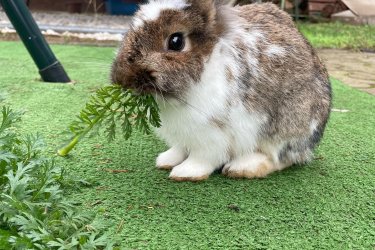 Barátságos és egészséges hím kisnyuszi. Egy szerető gazdit, családot szeretnék találni neki.
Szállításban nem tudok segíteni. 
Körülbelül januárban tölti az 1 évet, pontosan azonban nem tudom.