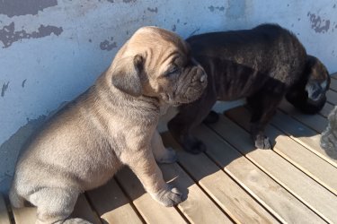 Cane Corso babák, kiváló idegrendszerű alom. 