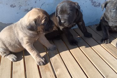 Cane Corso babák, kiváló idegrendszerű alom. 