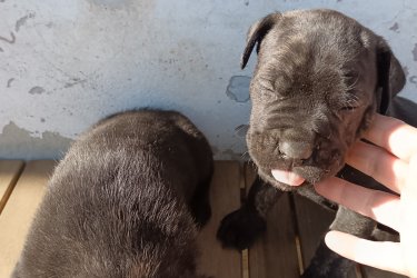 Cane Corso babák, kiváló idegrendszerű alom. 