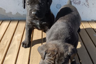 Cane Corso babák, kiváló idegrendszerű alom. 