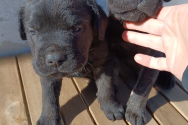 Cane Corso babák, kiváló idegrendszerű alom. 