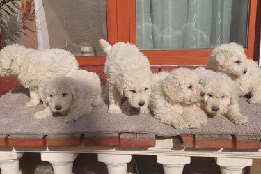 Komondor kölyök kiskutya