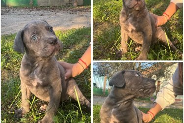 Cane Corso kiskutyák 