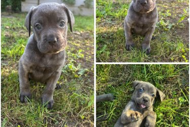 Cane Corso babák 8 hetes korukban (November 11 után) rendszeresen féreghajtva első oltásukkal szerető családot keresnek. 
2 lány