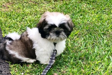 Shih Tzu kölykök örökbefogadásra.