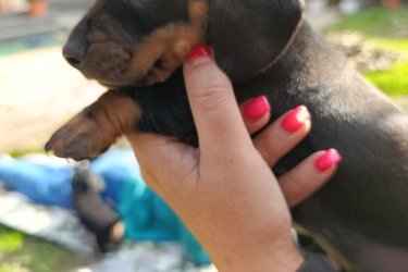 5 hetes törpe tacskó kölykök keresik szerető gazdijukat!
2 szuka és 1 kan 
3 hét múlva elvihetők oltva,féregtelenítve kiskönyvvel.
