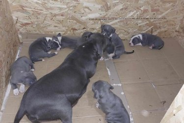 Staffordshiere terrier jellegű kiskutyák, oltva,féregtelenítve. Szeptemberben születettek. Gondosan ápolt és minőségi táppal etetett. Fűtést igényelünk, mert még kicsik vagyunk. Érdeklődni: +36702607050