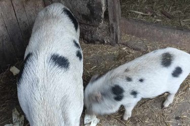 Minnesotai törpe malacok ingyen elvihetők