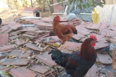 Australorp fiatal kakasok 