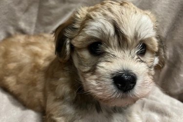 Bichon Havanese kiskutyák 