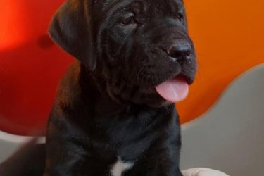 Cane Corso kölykök várják szerető gazdijaikat.
7 hetesek, oltva és féregtelenítve vannak.
