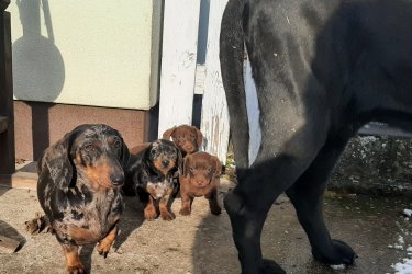 Két hónapos tacskók egy szuka egy kan gazdát keresnek. Az első oltást már megkapták, féregtelenítve vannak. 