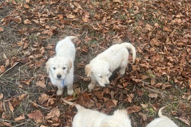 3 hónapos golden retriever kiskutyák keresik szerető gazdijukat! Négy bájos kislány vár arra, hogy új otthonába költözhessen.

Amit kínálunk:

Tisztavérű golden retrieverek, egészséges, játékos kiskutyák
Gondos nevelésben részesültek, családi környezetben szocializálódtak
Oltva és féregtelenítve, az egészségük biztosított
Amit várunk:

Szerető, gondoskodó gazdi, aki hosszú távon gondoskodik róluk
Ideális társaság családoknak, gyermekek mellé, de akár egyedül élőknek is
Ne hagyd ki ezt a lehetőséget, ha egy igazán hűséges, vidám és barátságos társat szeretnél!