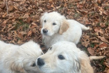 3 hónapos golden retriever kiskutyák keresik szerető gazdijukat! Négy bájos kislány vár arra, hogy új otthonába költözhessen.

Amit kínálunk:

Tisztavérű golden retrieverek, egészséges, játékos kiskutyák
Gondos nevelésben részesültek, családi környezetben szocializálódtak
Oltva és féregtelenítve, az egészségük biztosított
Amit várunk:

Szerető, gondoskodó gazdi, aki hosszú távon gondoskodik róluk
Ideális társaság családoknak, gyermekek mellé, de akár egyedül élőknek is
Ne hagyd ki ezt a lehetőséget, ha egy igazán hűséges, vidám és barátságos társat szeretnél!