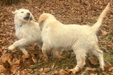 3 hónapos golden retriever kiskutyák keresik szerető gazdijukat! Négy bájos kislány vár arra, hogy új otthonába költözhessen.

Amit kínálunk:

Tisztavérű golden retrieverek, egészséges, játékos kiskutyák
Gondos nevelésben részesültek, családi környezetben szocializálódtak
Oltva és féregtelenítve, az egészségük biztosított
Amit várunk:

Szerető, gondoskodó gazdi, aki hosszú távon gondoskodik róluk
Ideális társaság családoknak, gyermekek mellé, de akár egyedül élőknek is
Ne hagyd ki ezt a lehetőséget, ha egy igazán hűséges, vidám és barátságos társat szeretnél!