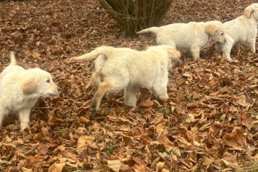 3 hónapos golden retriever kiskutyák keresik szerető gazdijukat! Négy bájos kislány vár arra, hogy új otthonába költözhessen.

Amit kínálunk:

Tisztavérű golden retrieverek, egészséges, játékos kiskutyák
Gondos nevelésben részesültek, családi környezetben szocializálódtak
Oltva és féregtelenítve, az egészségük biztosított
Amit várunk:

Szerető, gondoskodó gazdi, aki hosszú távon gondoskodik róluk
Ideális társaság családoknak, gyermekek mellé, de akár egyedül élőknek is
Ne hagyd ki ezt a lehetőséget, ha egy igazán hűséges, vidám és barátságos társat szeretnél!