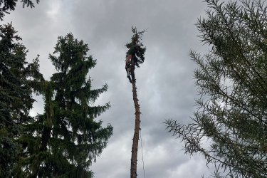 Faápolás, gallyazás, fakivágás alpintechnikával illetve kosaraskocsi használatával. Zöldhulladék elszállítás. 06704153135 telefonszámon tud elérni.